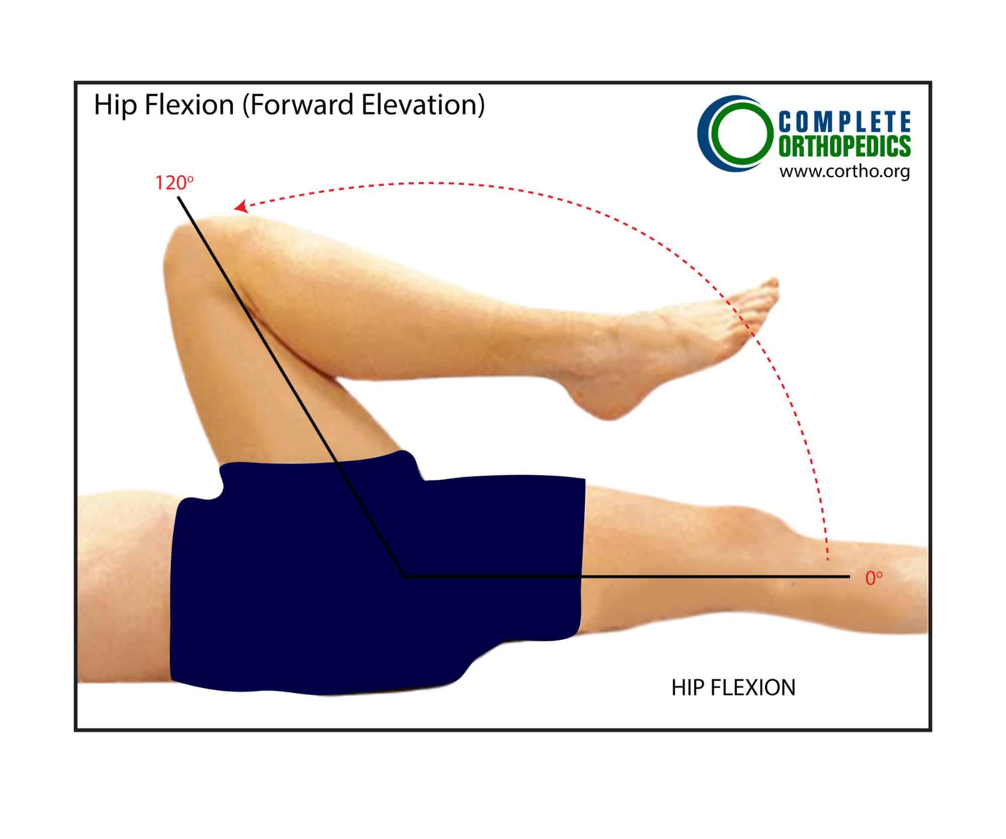 Figure: Hip Extension and Flexion Figure: Hip Extension and Flexion