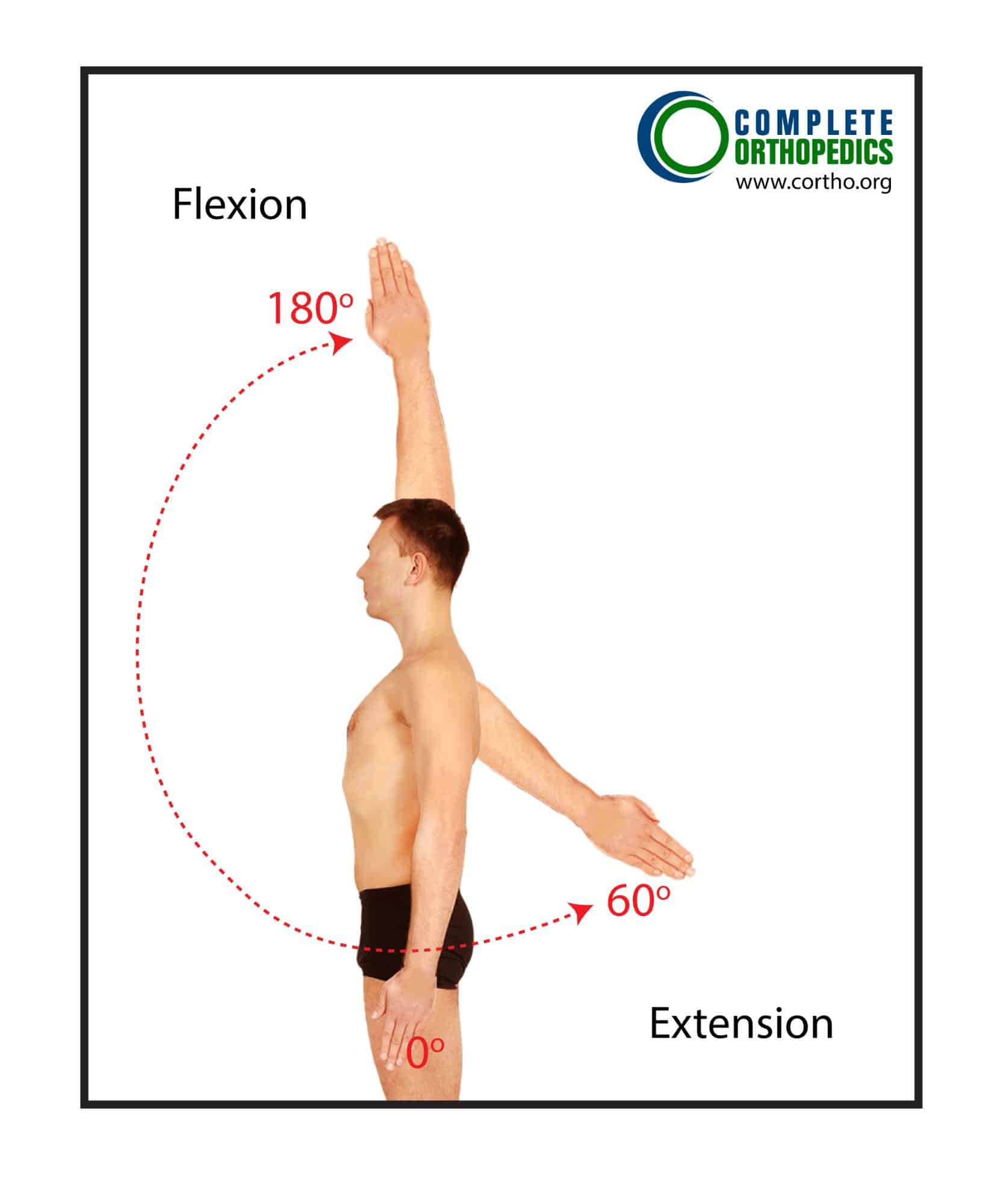 Figure: Shoulder Flexion and Extension