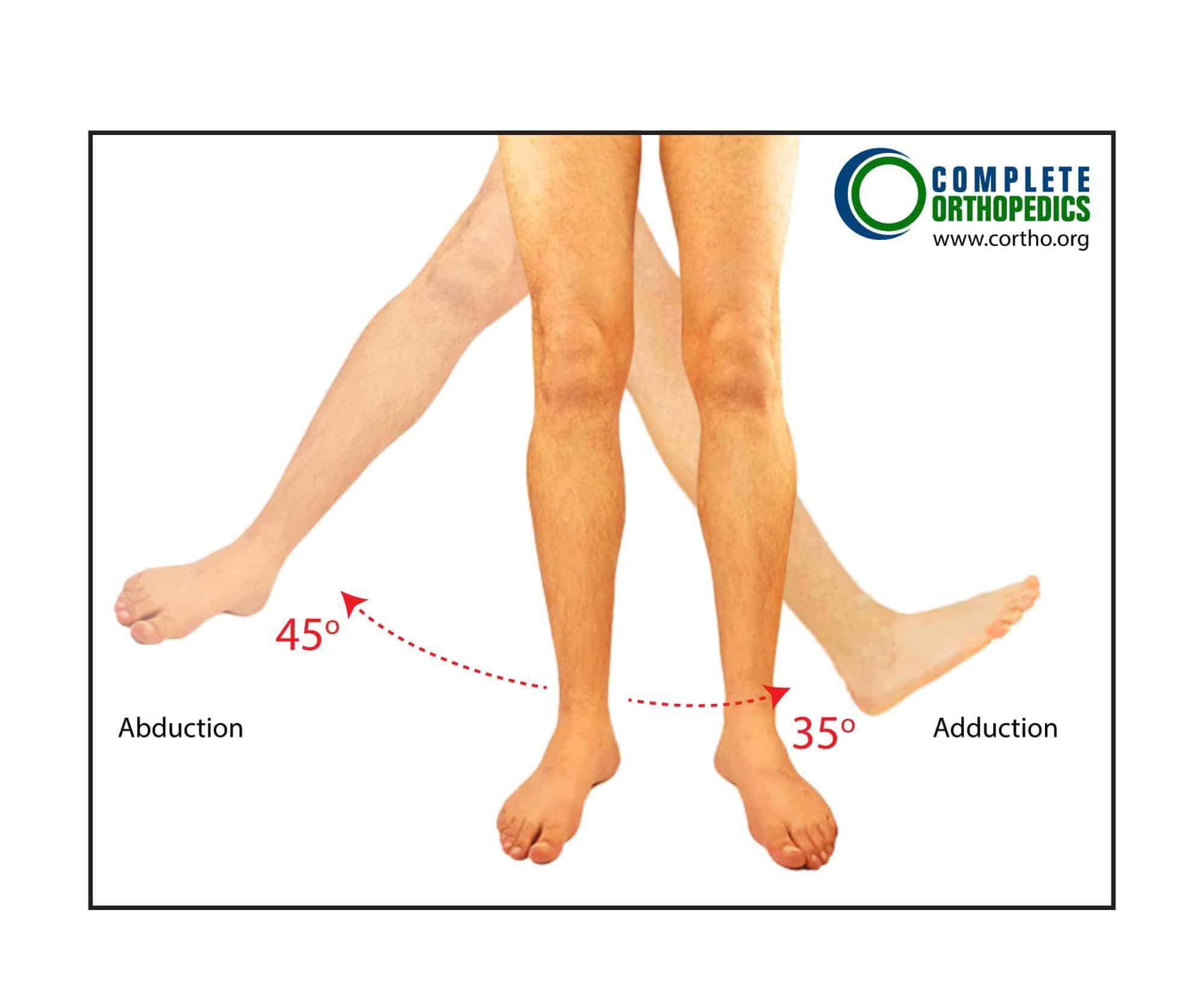 Figure: Abduction and Adduction of the Hip Figure: Abduction and Adduction of the Hip