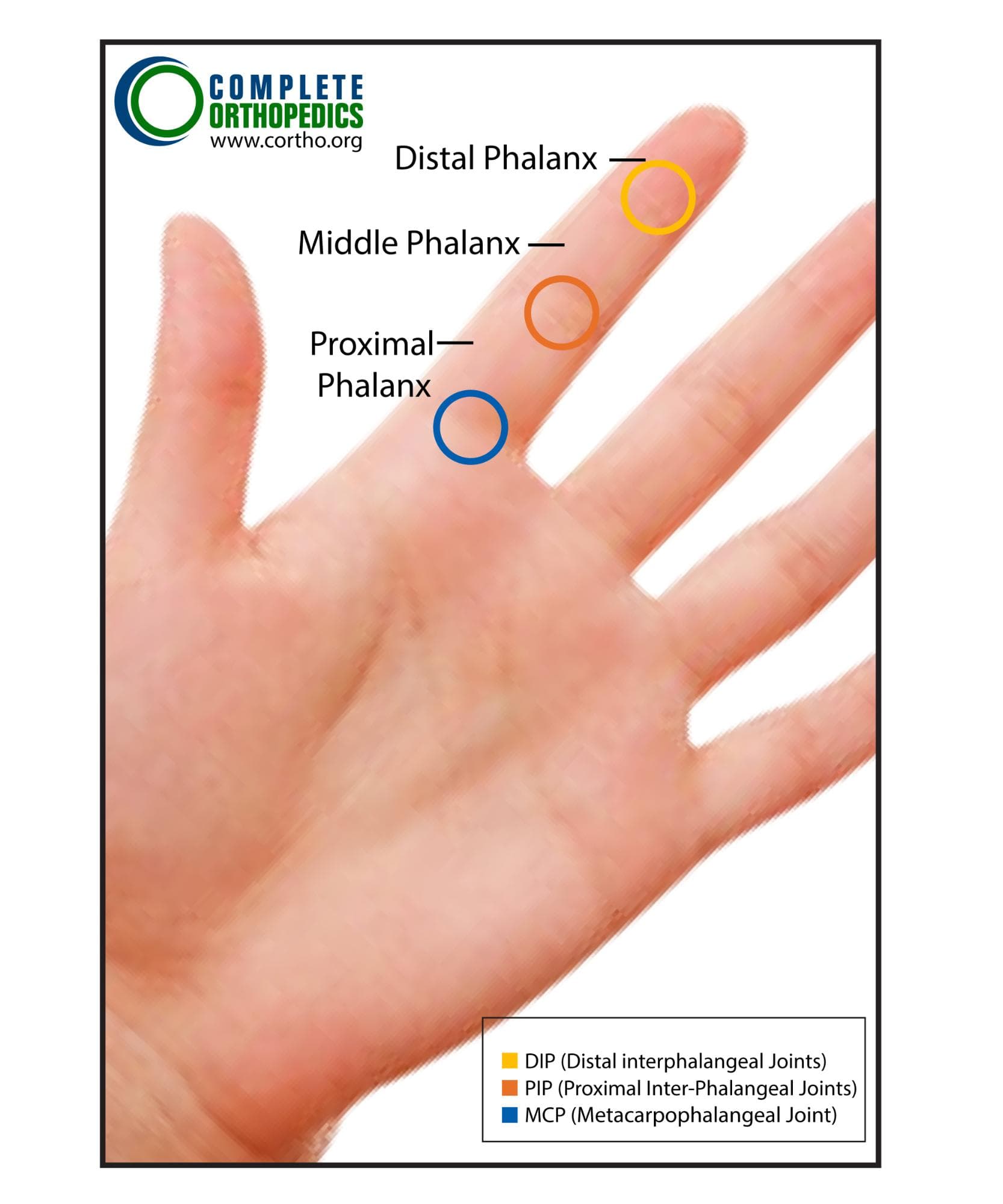Distal Interphalangeal (DIP) Joint Measurement Position